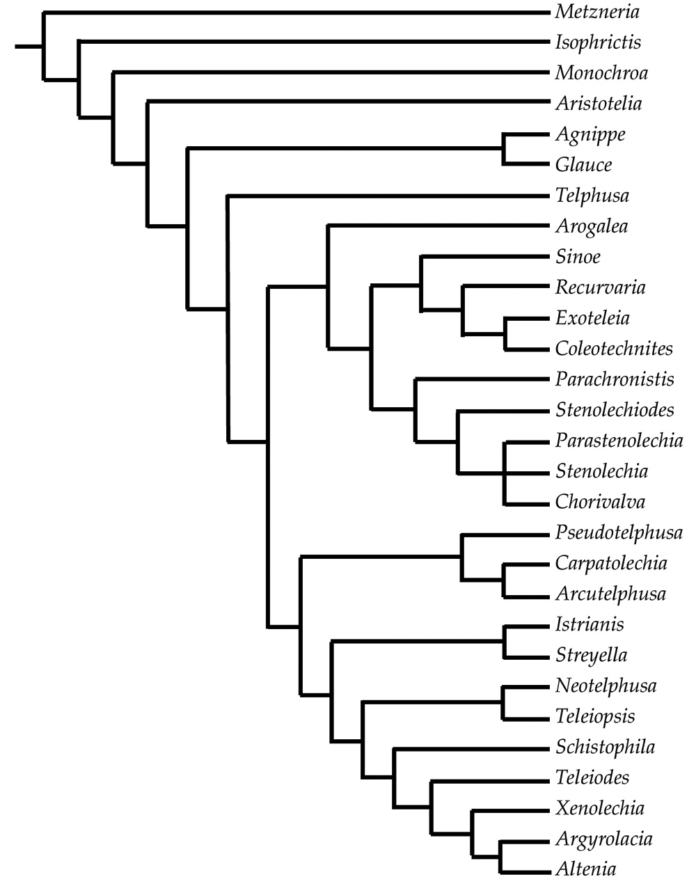 Phylogeny of Teleiodini